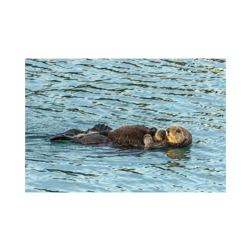 Usa, California, San Luis Obispo County. Sea Otter Mom And Pup. 1 Piece Wrapped Canvas Painting, 20.32cm H x 30.48cm W
