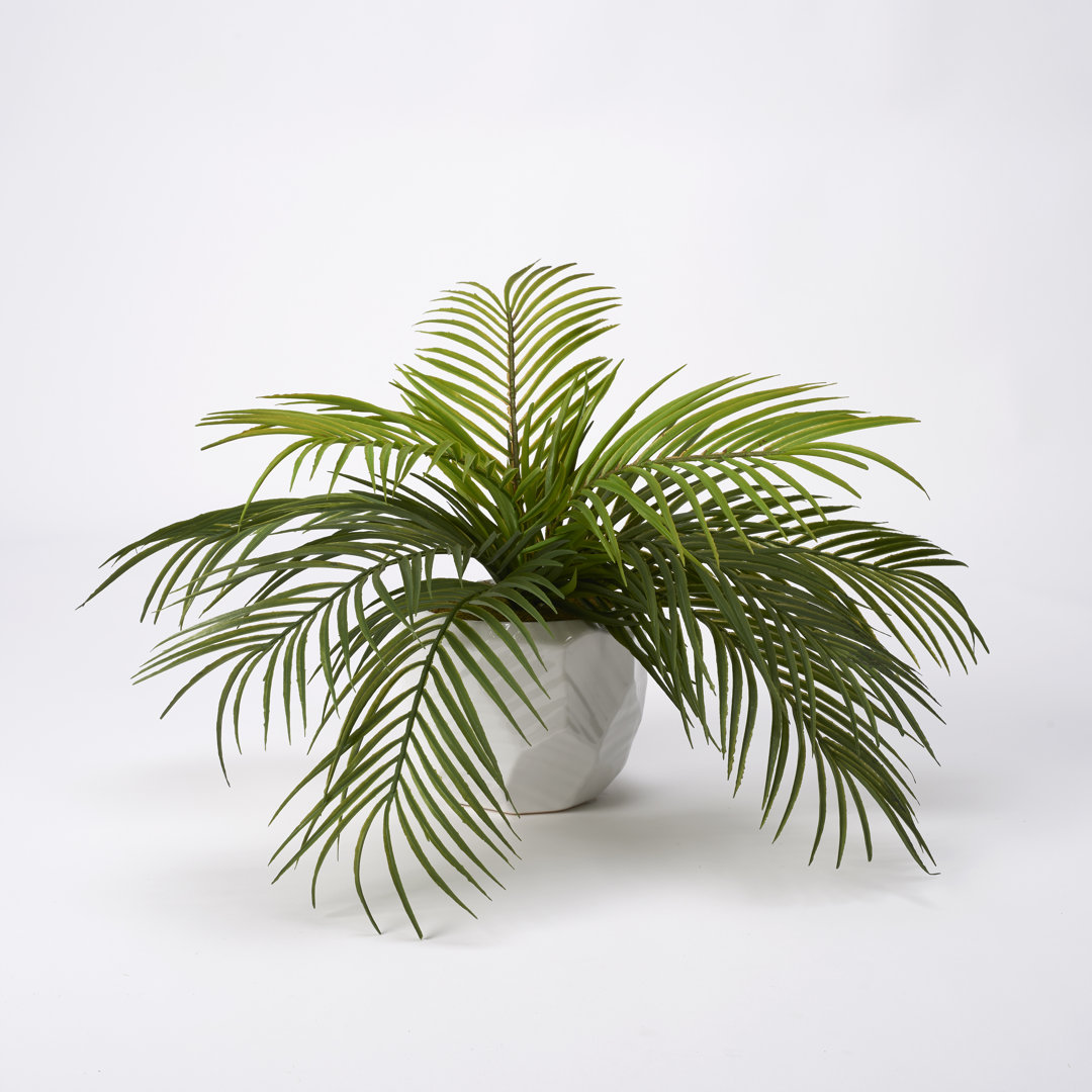 Kathie Hawaiian Palm In Ceramic Planter Primrue