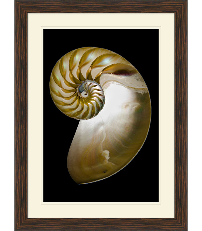 Large Shell 1 Print