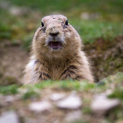 " Prairie Dog " by Viktorcap