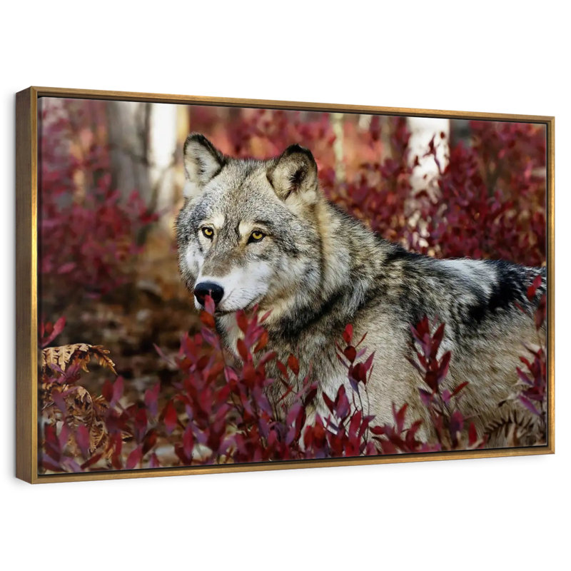 Loup caché, Cadre flottant doré, 37 po x 25 po