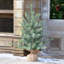Lighted Artificial Spruce Christmas Tree-1110180755