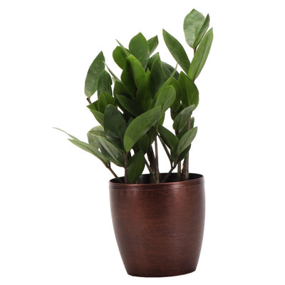 Live ZZ Houseplant in Classic Pot