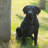 Noble Labrador Sitting Statue-1482216883