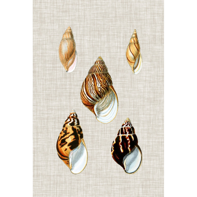 Antique Shells On Linen II by Vision Studio - Painting on Canvas, 76 cm H x 51 cm W, Wrapped Canvas