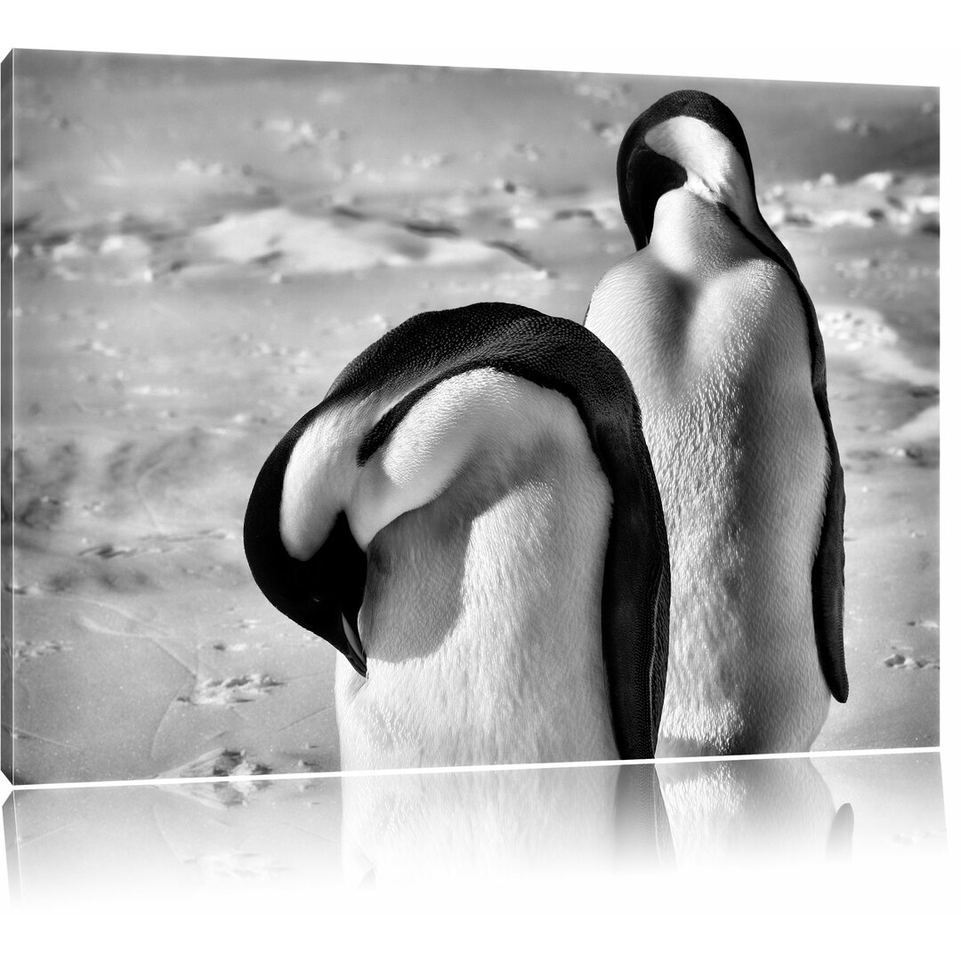 Leinwandbild Zwei Kaiserpinguine beim Putzen in Monochrom