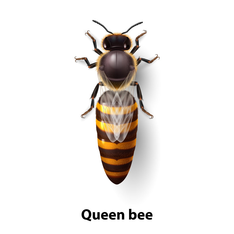 " Bee ", 12" H x 12" W  