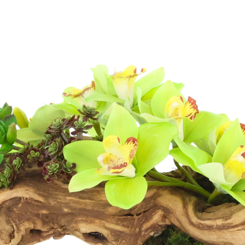Orchidée et arrangement de plantes grasses