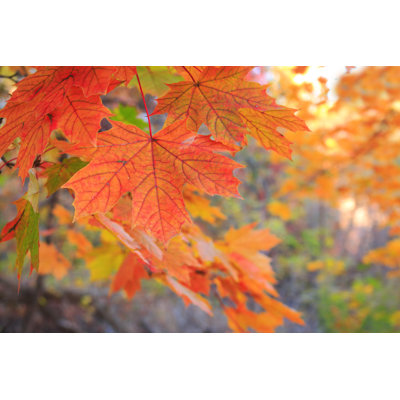 Maple Leaf in Forest by Orchidpoet
