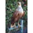 Very Detailed Eagle Standing On A Tree Branch Bronze Statue  24" X 28" X 66"H