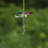 Assorted Three Tone Hanging Acrylic 3-Piece Dragonfly Chain Ornaments (Set of 6)