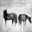 Silhouettes de chevaux dans la brume | Décoration abstraite cheval sur toile