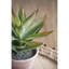 Prince succulent en pot