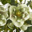 Arrangement in Pot-111171167-111171170