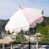Rose est en rupture de stock