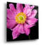 «Pink Flower On Black 01» par Tom Quartermaine-500388866