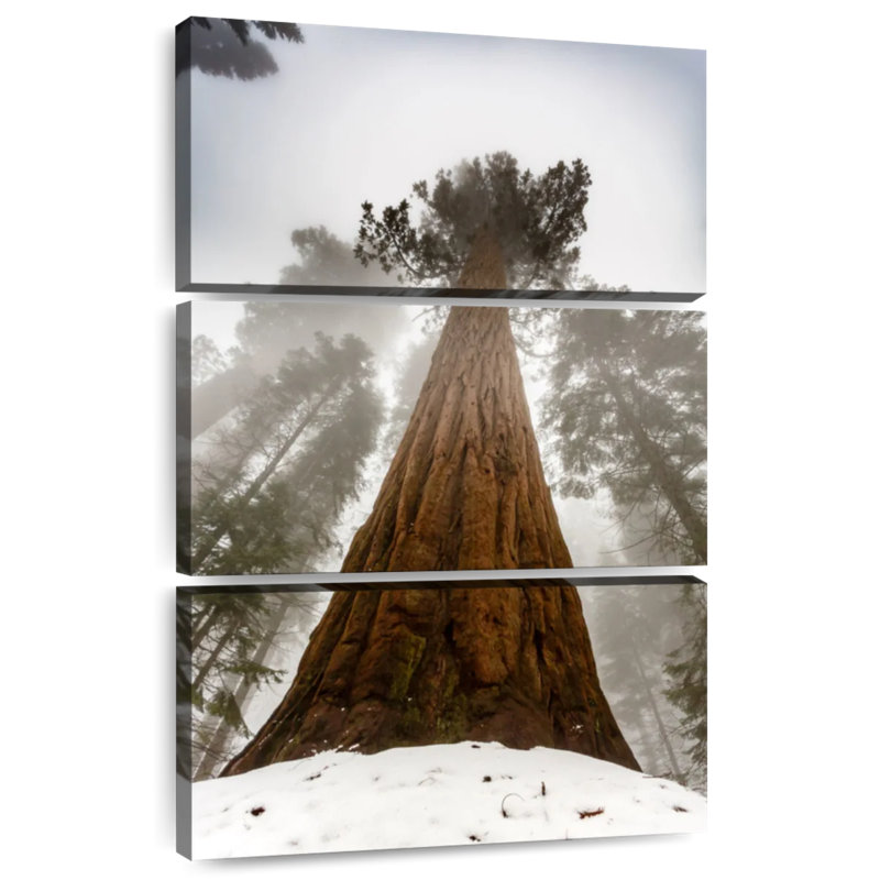 Arbre rouge Harnek Sequoia, H 65 po x l 42 po