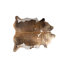 Brown/white/Gold