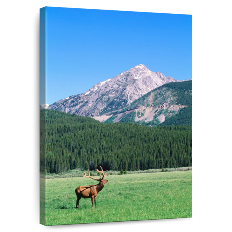 Brampt Coyote Valley Elk, 48" H x 32" W