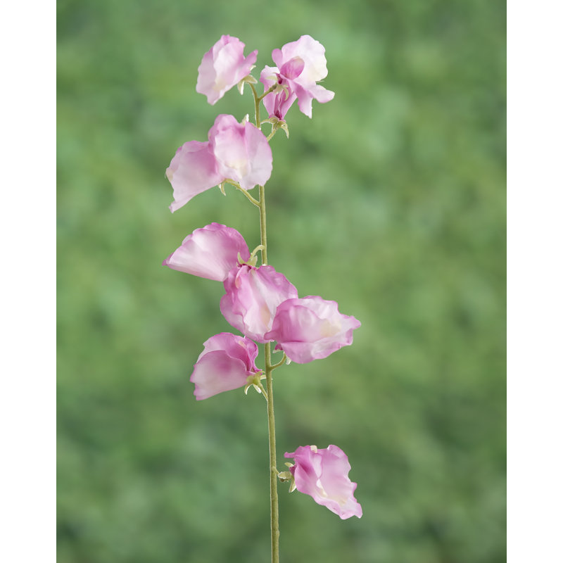 Sweet Pea, Pink