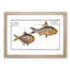 Mackerel and Herring Fish by M.E. Bloch - Framed Print-55577468-55577465