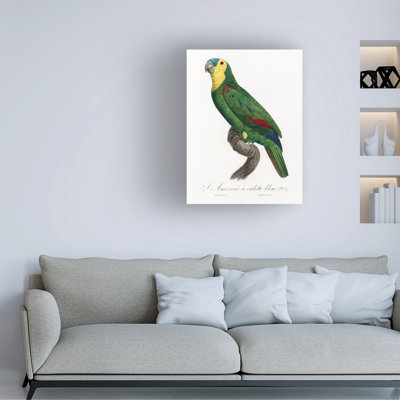 Bologle «Levaillant Parrot IV» par François Levaillant sur
