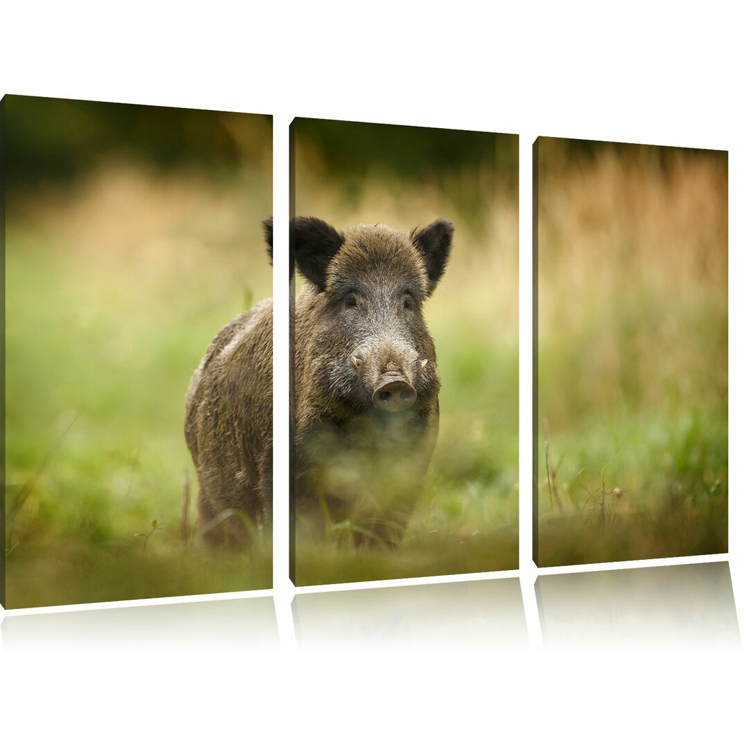 3-tlg. Leinwandbild-Set „Stolzes Wildschwein im Wald", Fotodruck