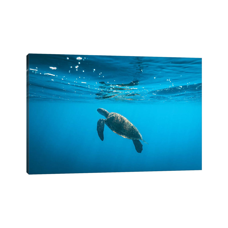 Underwater Turtle Near Surface by James Vodicka - Wrapped Canvas Gallery-Wrapped Canvas Giclée