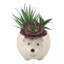 Agave de fleurs en céramique en céramique-hedgehog