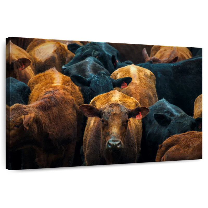 Crowle - vaches brésiliennes, H 8 po x l 12 po