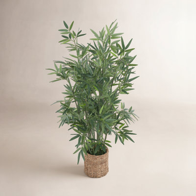 Bamboo Tree in Planter