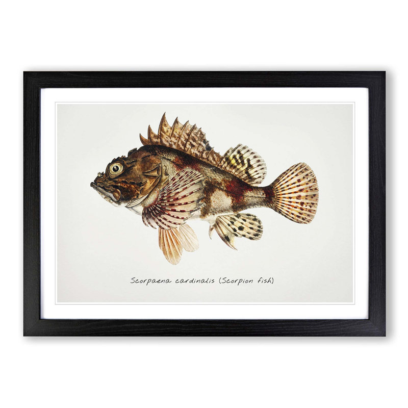 Illustration of a Scorpion Fish by F.E. Clarke - Picture Frame Graphic Art Print on MDF, 48cm H x 65cm W x 2cm D