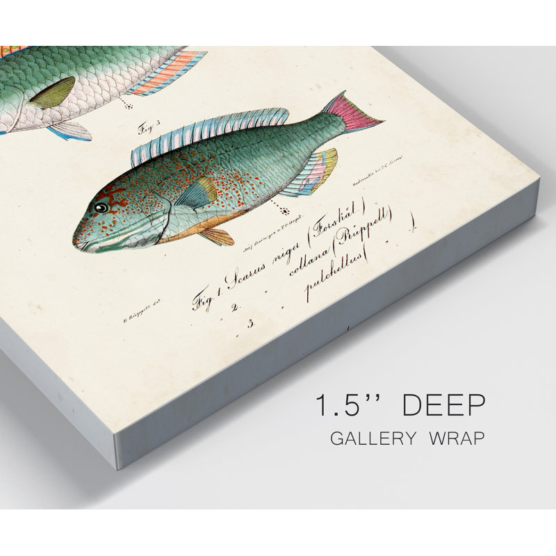 Antique Fish Trio IV - Impression sur toile tendue, H 20 po x l 16 po x P 1 po