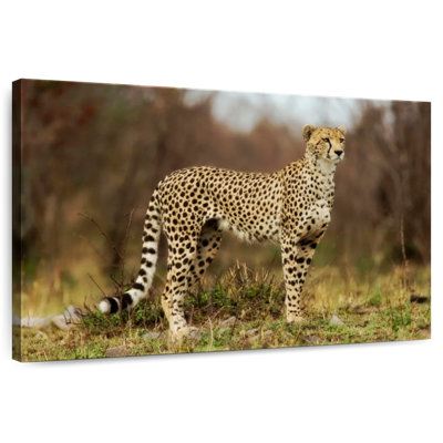 Cheetah Staring Down Its Prey