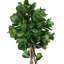 Fiddle Leaf Tree in Fiberstone Pot