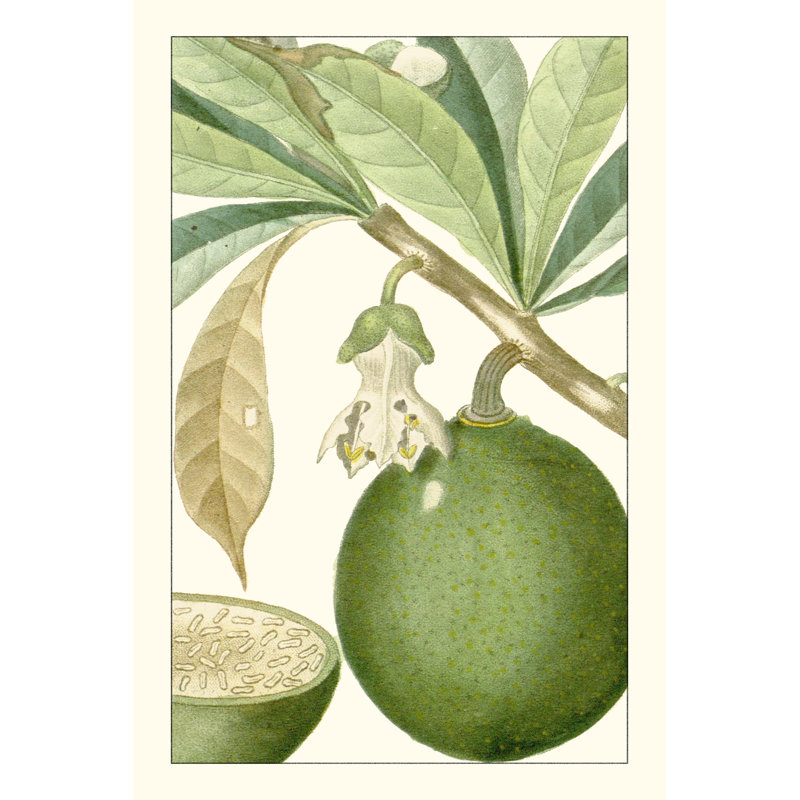 Turpin exotique botanique 8, H 12 po x l 8 po x P 1,25 po