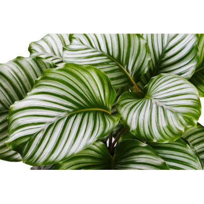 " Calathea Orbifolia Plant "