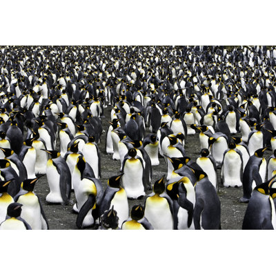 King Penguin Colony by Mlenny - No Frame Print on Canvas