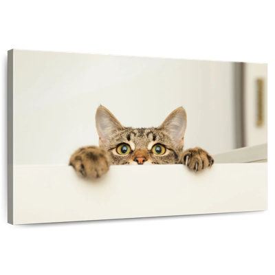 Peeking Young Cat