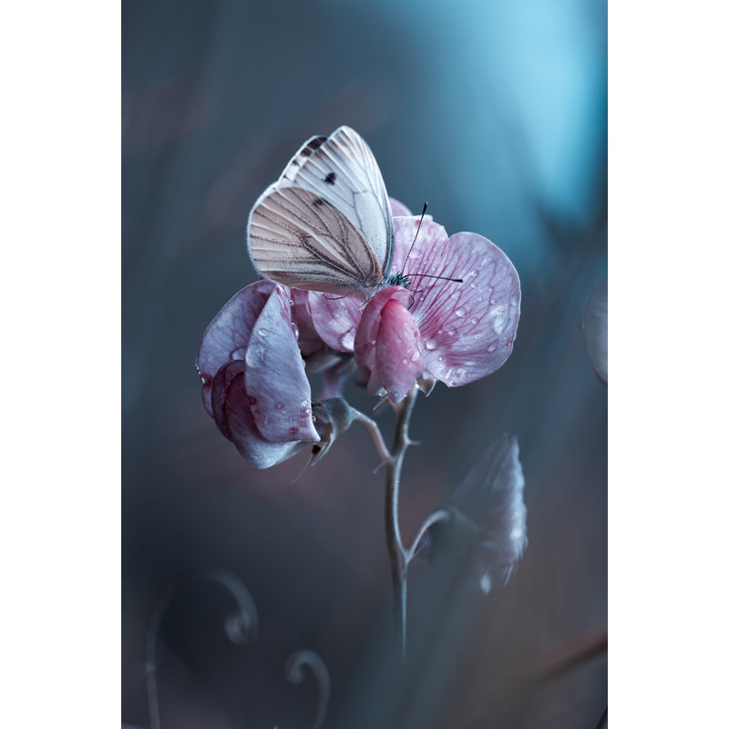 Wrapped Canvas Print, 76.2 cm H x 50.8 cm W