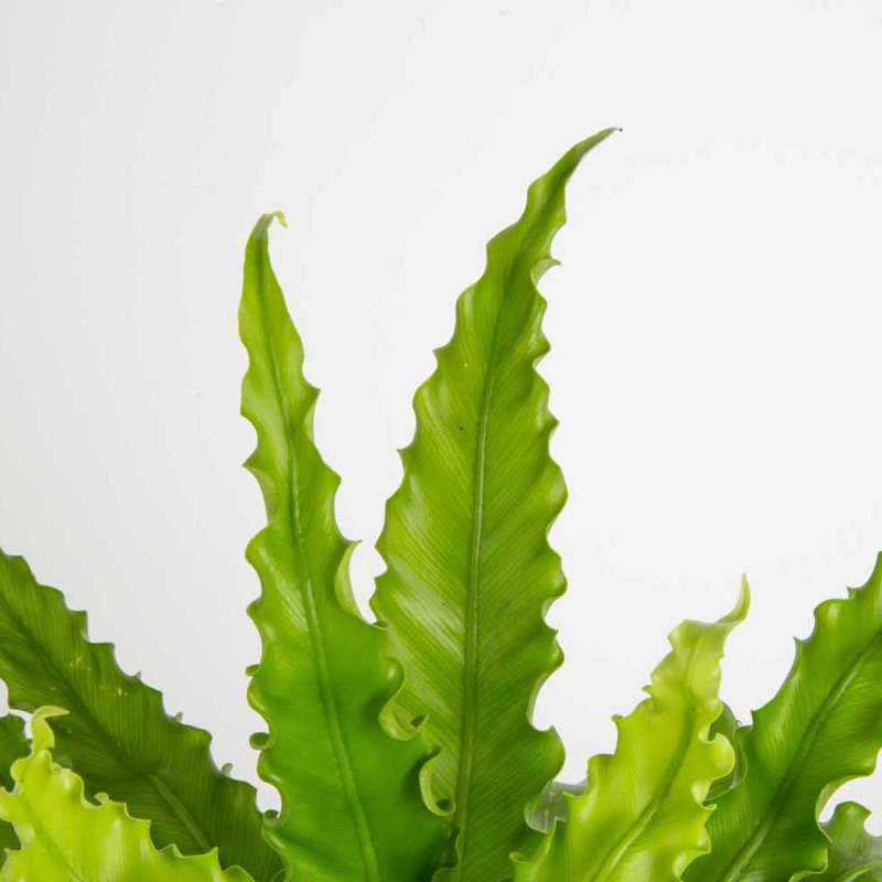 Bird''s Nest Fern in Ceramic Planter