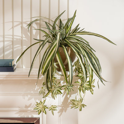 36cm Faux Spider Plant in Rustic Pot