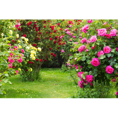 Rosebush by Pressdigital - Wrapped Canvas Print