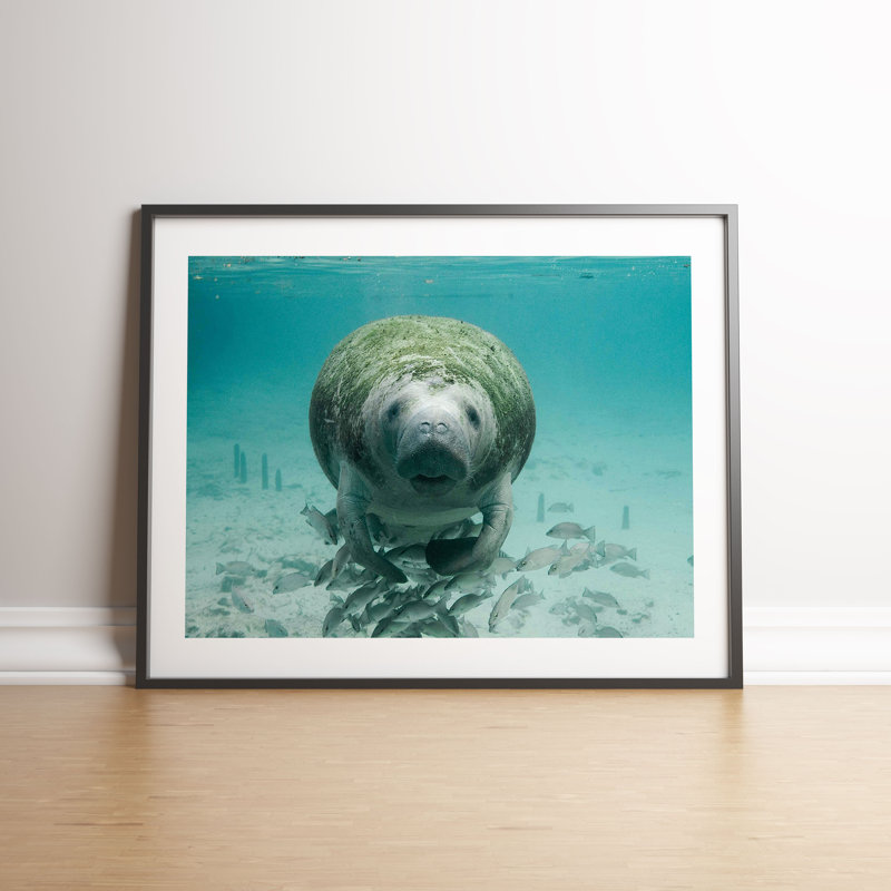 Manatee by Vouvart - Single Picture Frame Print