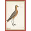 18th Century Bird Re-Strikes V Framed Painting