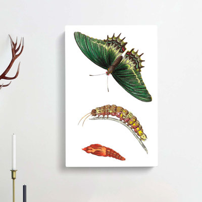 Caterpillar & Swallow-Tail Butterfly by George Shaw - Wrapped Canvas