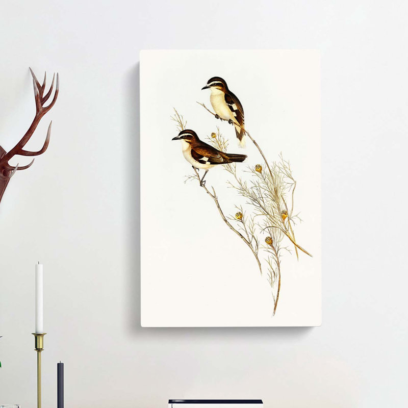 White Eyebrowed Robins by Elizabeth Gould - Wrapped Canvas, 50cm H x 35cm W x 3cm D