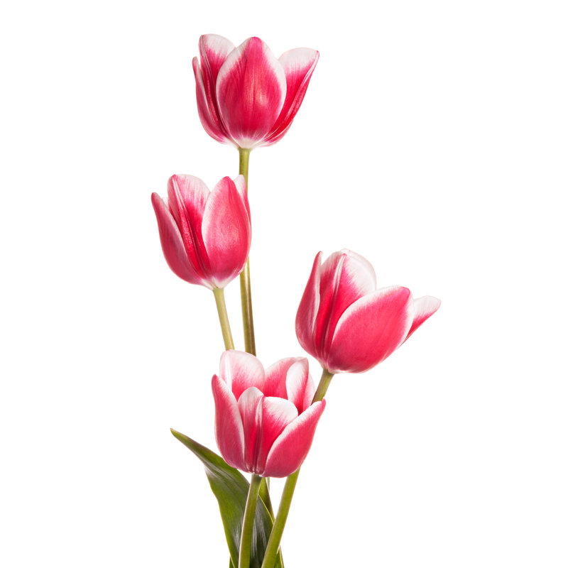 Flowers - Wrapped Canvas Print, 30cm H x 20cm W