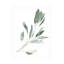 «Simple Sage I» par Emma Scarvey-149460110
