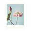Fleurs de lotus